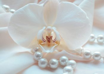 Website Orchidee und Perle